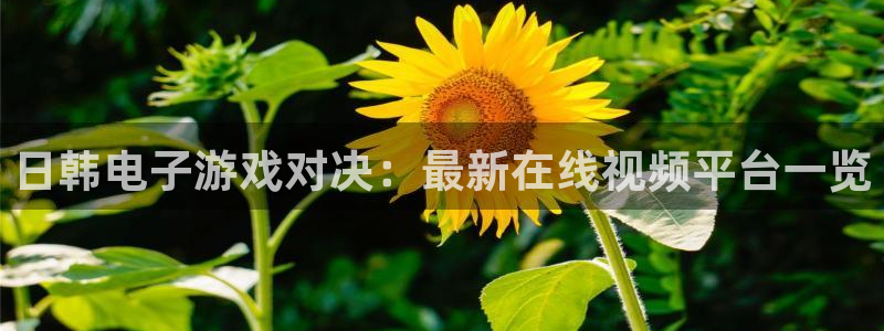 午马电影大全在线观看电视剧