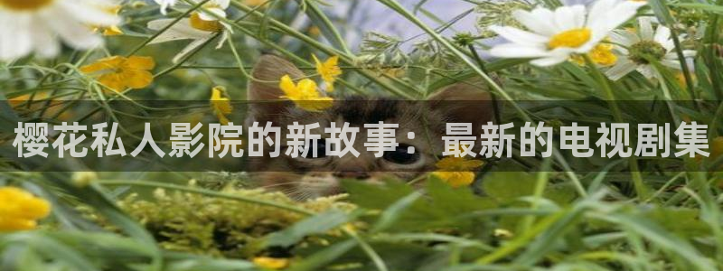 午马电影在线观看免费完整版高清