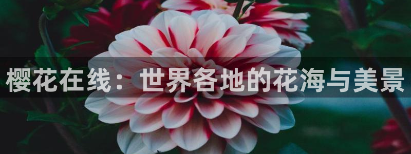 星空无限传媒在线观看